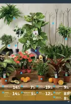 Ofertas de Alcampo España de 9 a 25 enero 2026 La Llar Dels Teus Somnis