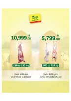 Ofertas de Mercado Al Rayah Arabia Saudita de 27 Dhuʻl-Qiʻdah a 3 Dhuʻl-Hijjah 1447 AH (14 – 20 mayo 2026) Reserva tus ofertas de sacrificio - Mercado Al Rayah - Arabia Saudita - 14 mayo 2026 – 20 mayo 2026 - Página 13
