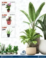 Daiya co-op Kuwait offers from 18 to 25 May 2026 Family supplies offers - Daiya co-op - Kuwait - 18 May 2026 – 25 May 2026 - Page 17