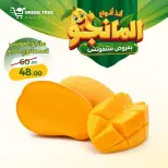 عروض جرين ترى مصر من ٦ حتى ٩ أغسطس ٢٠٢٦ مهرجان المانجو - جرين ترى - مصر - 6 اغسطس 2026 – 9 اغسطس 2026 - صفحة 4