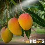 Ghallab Markets offers in Fayoum Friday 18 September 2026 Vegetable and fruit offers - Page 2