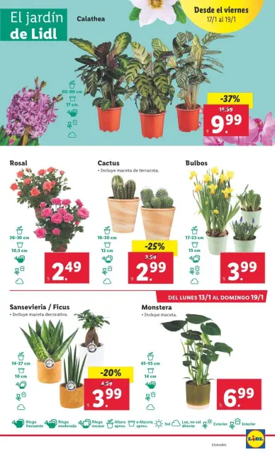 Ofertas de Lidl España de 13 a 19 enero 2025 ofertas semanales - Página 21