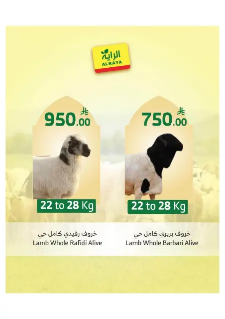 Al Rayah Market Saudi Arabia offers from 27 Dhuʻl-Qiʻdah to 3 Dhuʻl-Hijjah 1447 AH (14 – 20 May 2026) Book Your Sacrifice Deals - Page 3