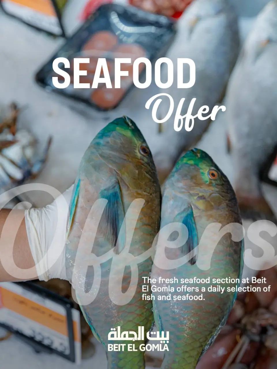 عروض بيت الجملة مصر الثلاثاء 13 يناير 2026 عروض الأسماك