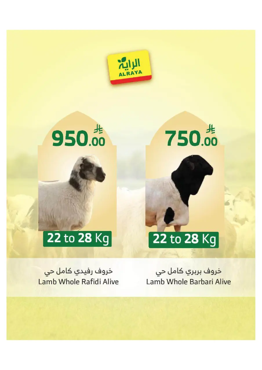 Ofertas de Mercado Al Rayah Arabia Saudita de 27 Dhuʻl-Qiʻdah a 3 Dhuʻl-Hijjah 1447 AH (14 – 20 mayo 2026) Reserva tus ofertas de sacrificio - Página 3