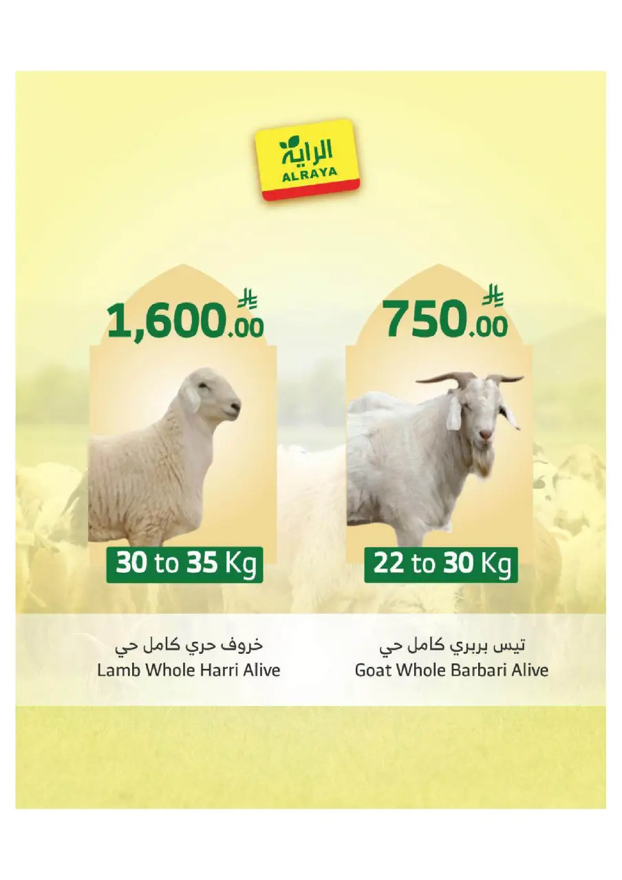 Ofertas de Mercado Al Rayah Arabia Saudita de 27 Dhuʻl-Qiʻdah a 3 Dhuʻl-Hijjah 1447 AH (14 – 20 mayo 2026) Reserva tus ofertas de sacrificio - Página 5