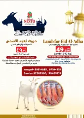 Page 44 in Grand Eid Fiesta Deals at Nesto Sultanate of Oman