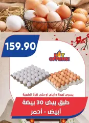Página 12 en Felices ofertas de Pascua en Mercado de Bassem Egipto