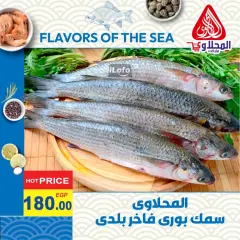 Page 5 in Fish Deals at El Mahlawy market Egypt