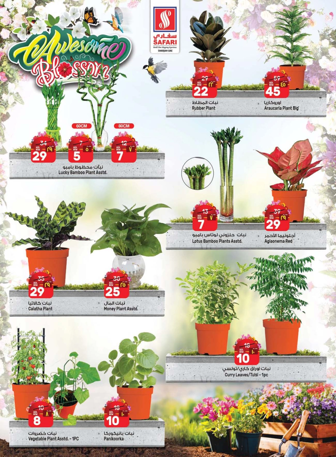 Página 4 en Ofertas increíbles de Blossom en Hipermercado Safari Emiratos Árabes Unidos