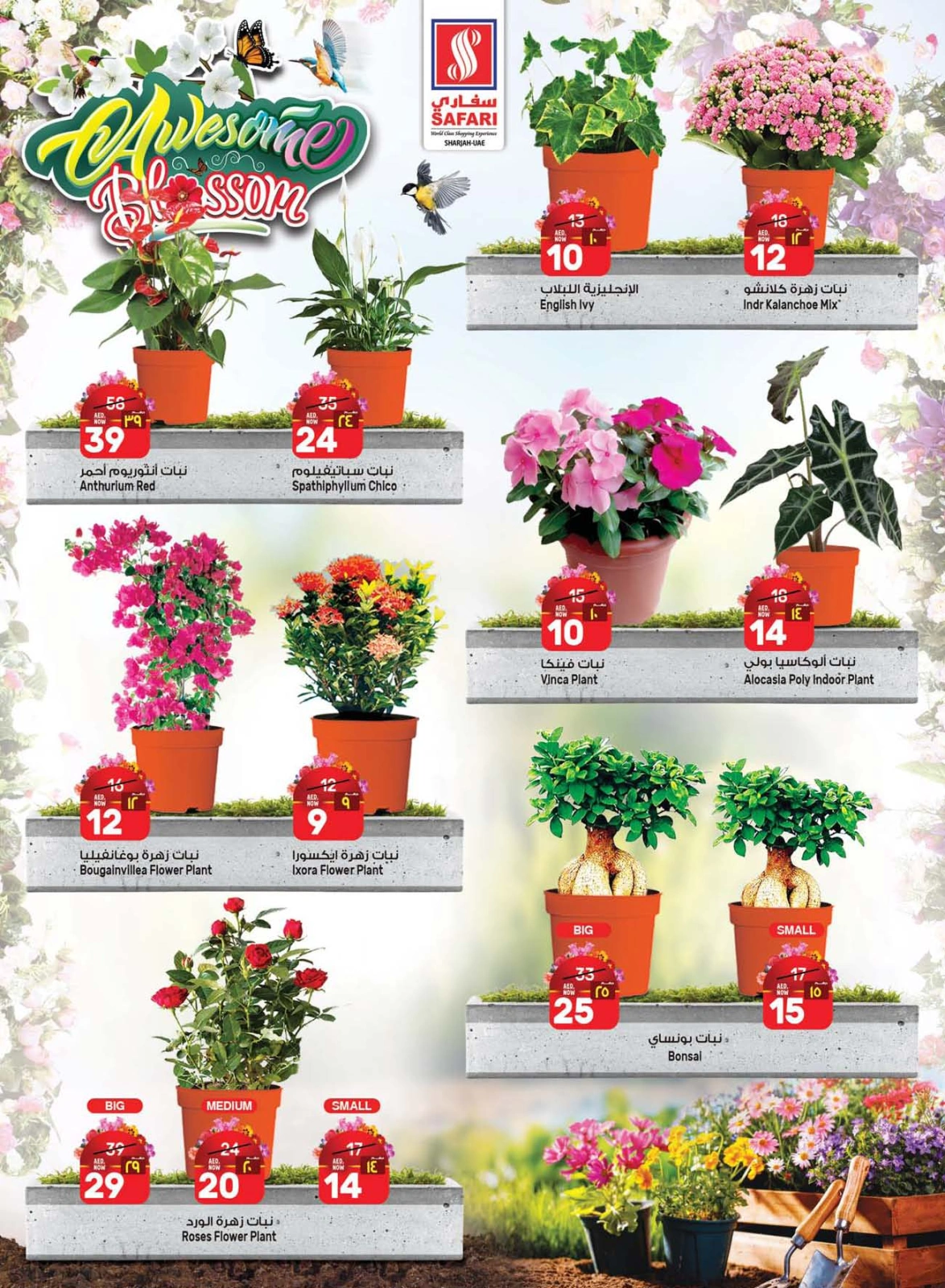 Página 2 en Ofertas increíbles de Blossom en Hipermercado Safari Emiratos Árabes Unidos
