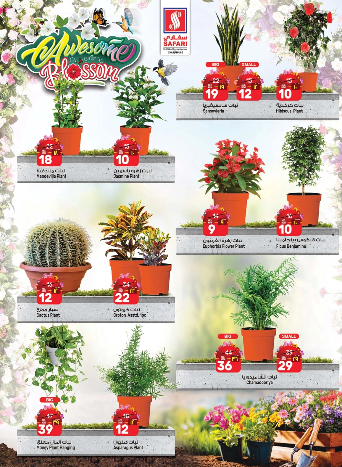 Página 3 en Ofertas increíbles de Blossom en Hipermercado Safari Emiratos Árabes Unidos