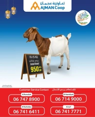صفحة 4 |عروض احجز أضحيتك لدي تعاونية عجمان الإمارات