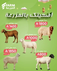 Page 2 in Eid al-Adha offers at Farm markets Saudi Arabia
