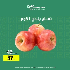 Page 7 |Summer Deals at Green Tree Egypt