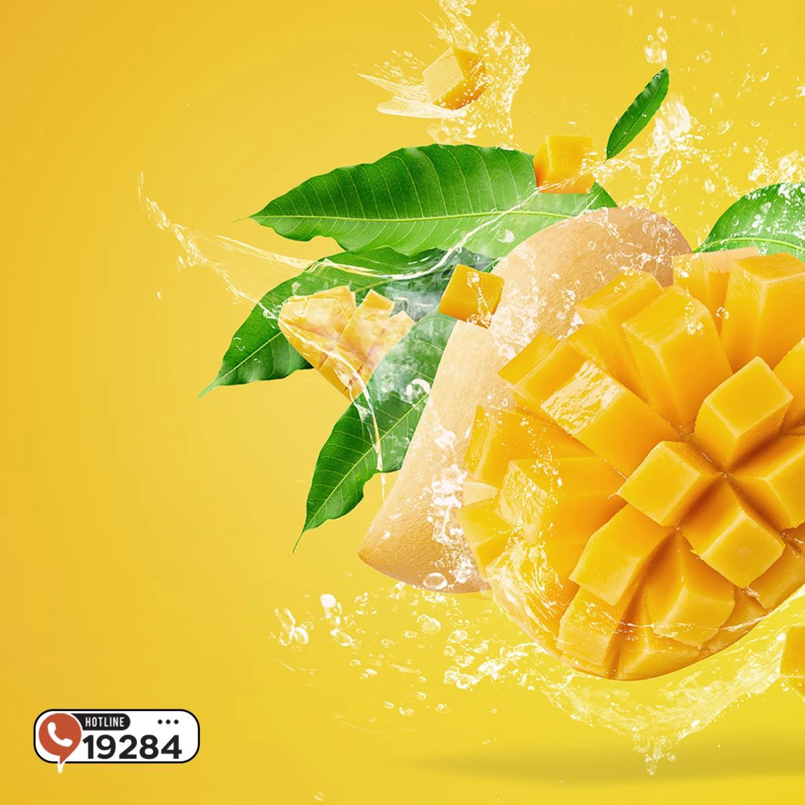 Page 2 |Offres du Festival de la Mangue EN Marché d'Arafa Egypte