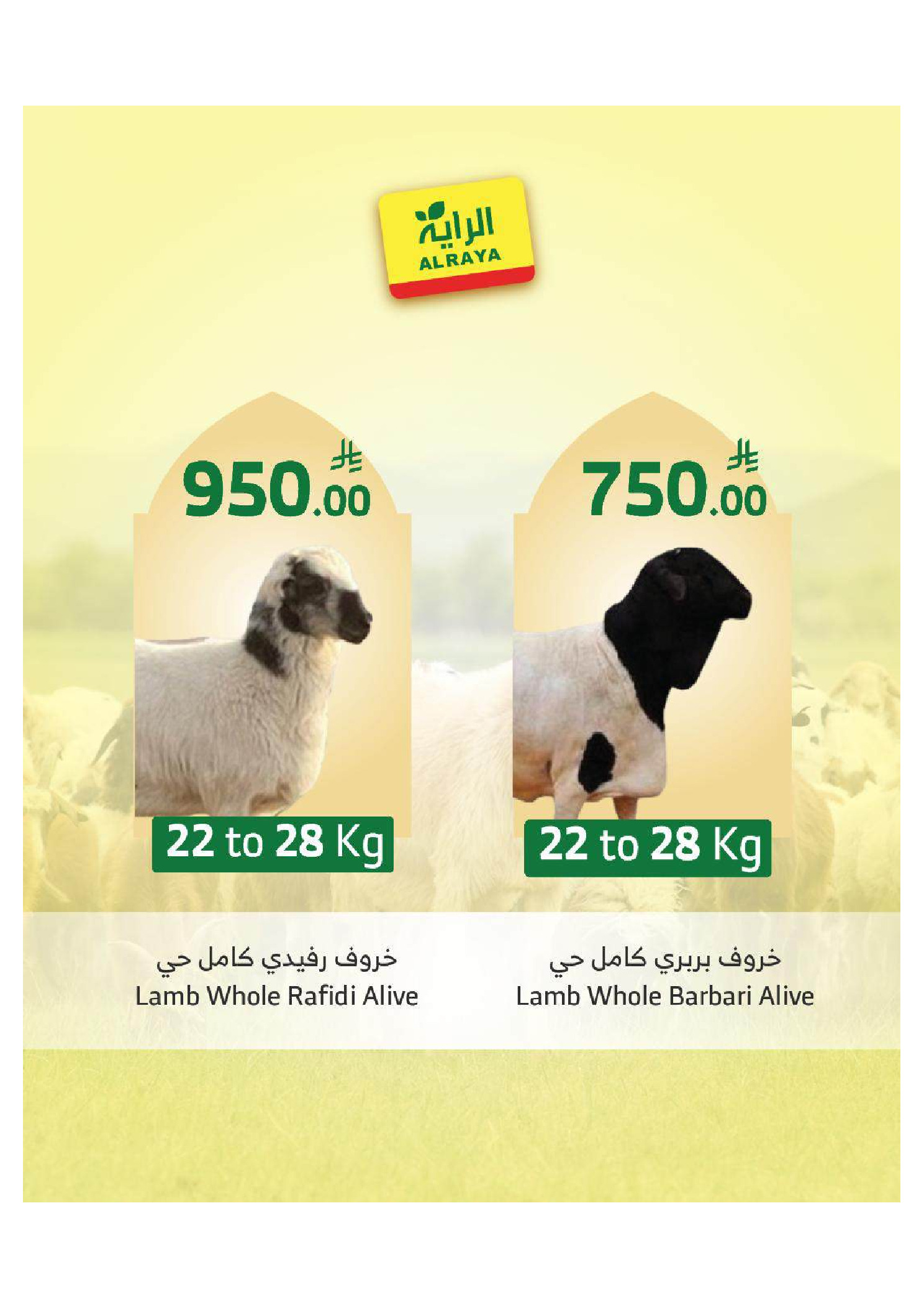 Ofertas de Mercado Al Rayah Arabia Saudita de 27 Dhuʻl-Qiʻdah a 3 Dhuʻl-Hijjah 1447 AH (14 – 20 mayo 2026) Reserva tus ofertas de sacrificio - Mercado Al Rayah - Arabia Saudita - 14 mayo 2026 – 20 mayo 2026 - Página 3