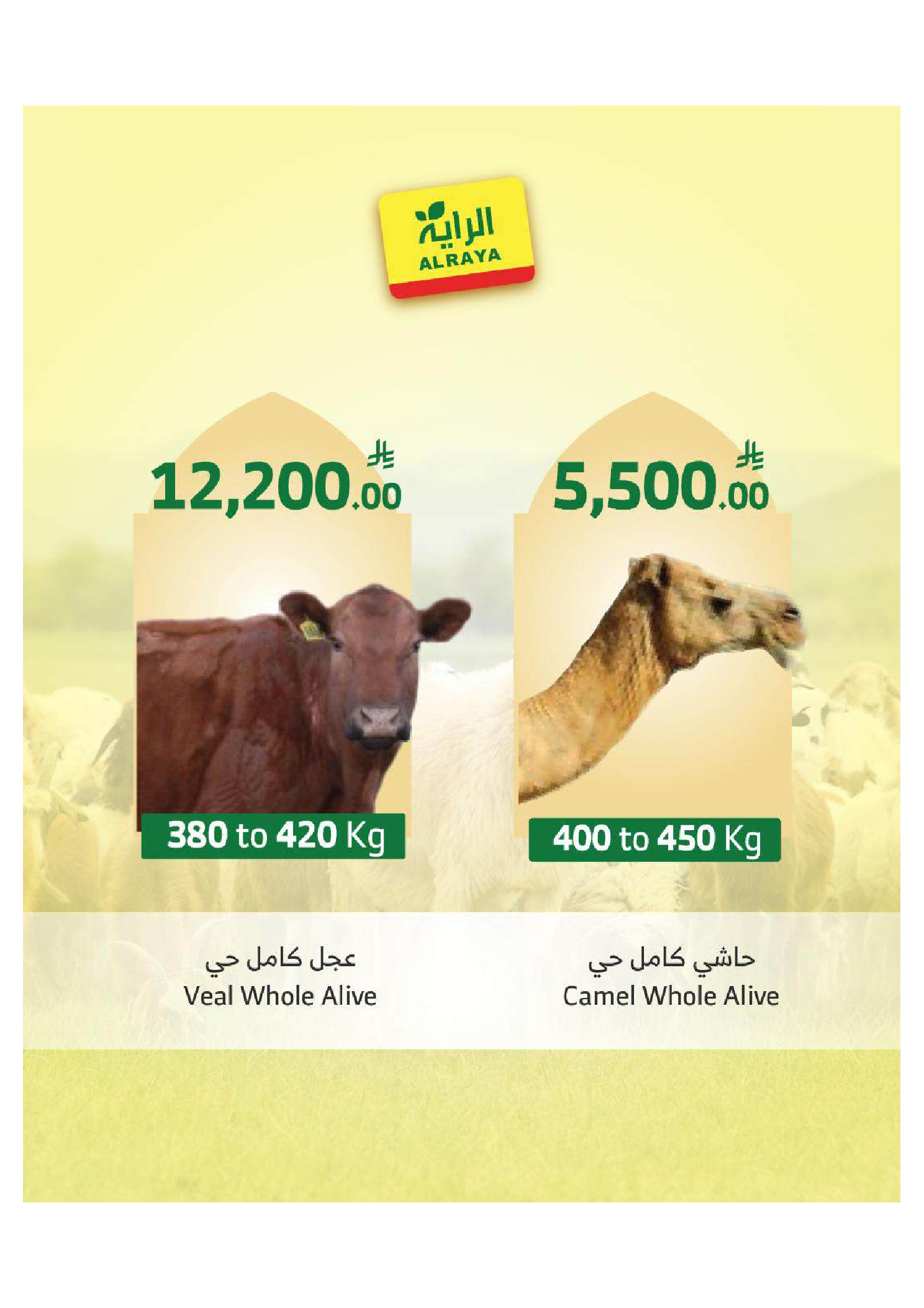 Ofertas de Mercado Al Rayah Arabia Saudita de 27 Dhuʻl-Qiʻdah a 3 Dhuʻl-Hijjah 1447 AH (14 – 20 mayo 2026) Reserva tus ofertas de sacrificio - Mercado Al Rayah - Arabia Saudita - 14 mayo 2026 – 20 mayo 2026 - Página 7