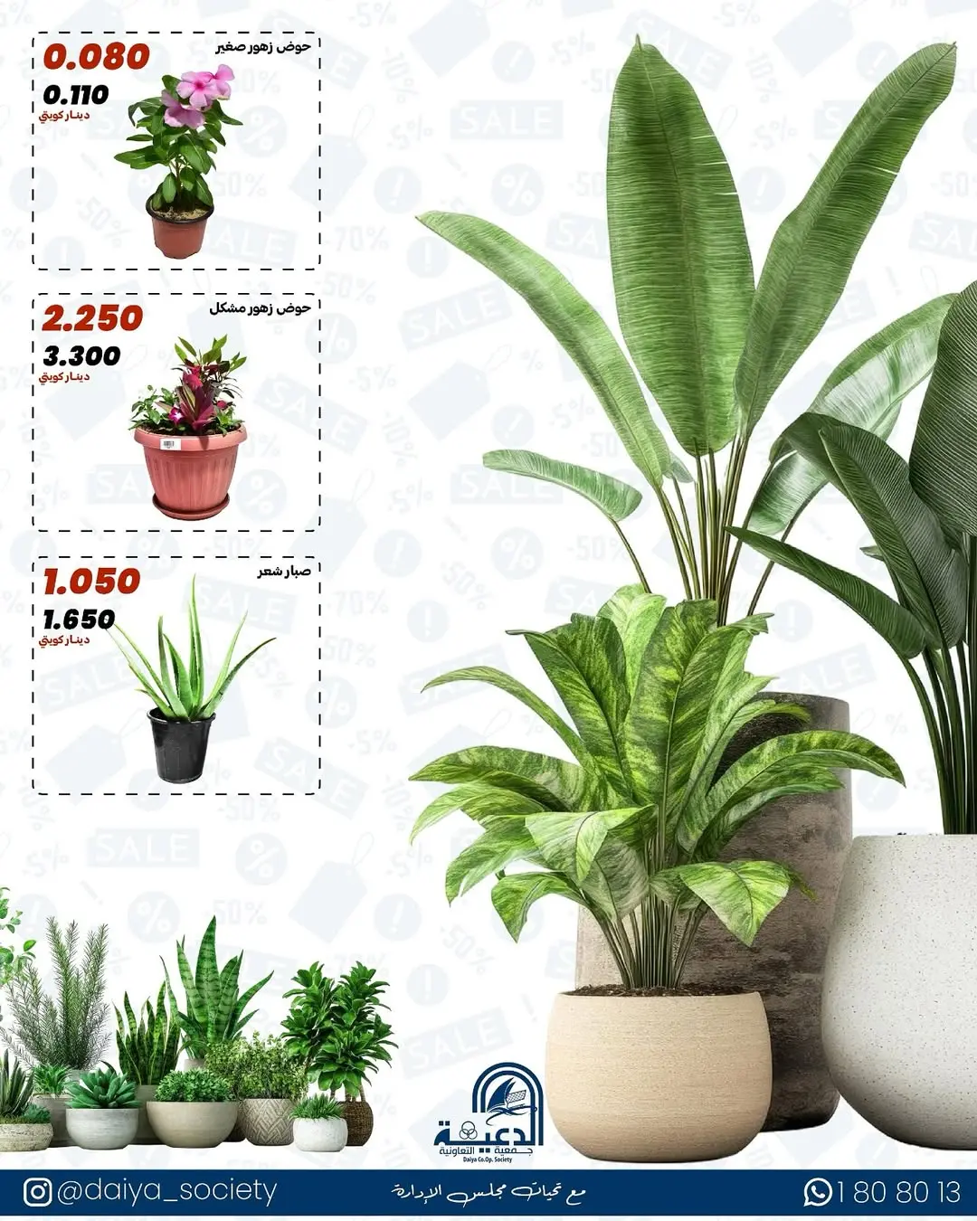Daiya co-op Kuwait offers from 18 to 25 May 2026 Family supplies offers - Daiya co-op - Kuwait - 18 May 2026 – 25 May 2026 - Page 17